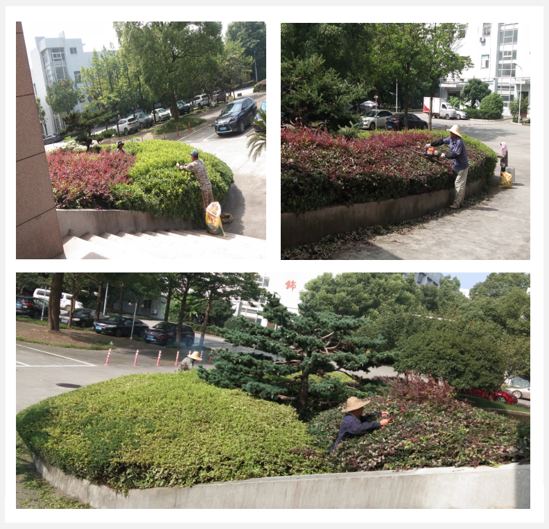美化绿化，我们在行动      