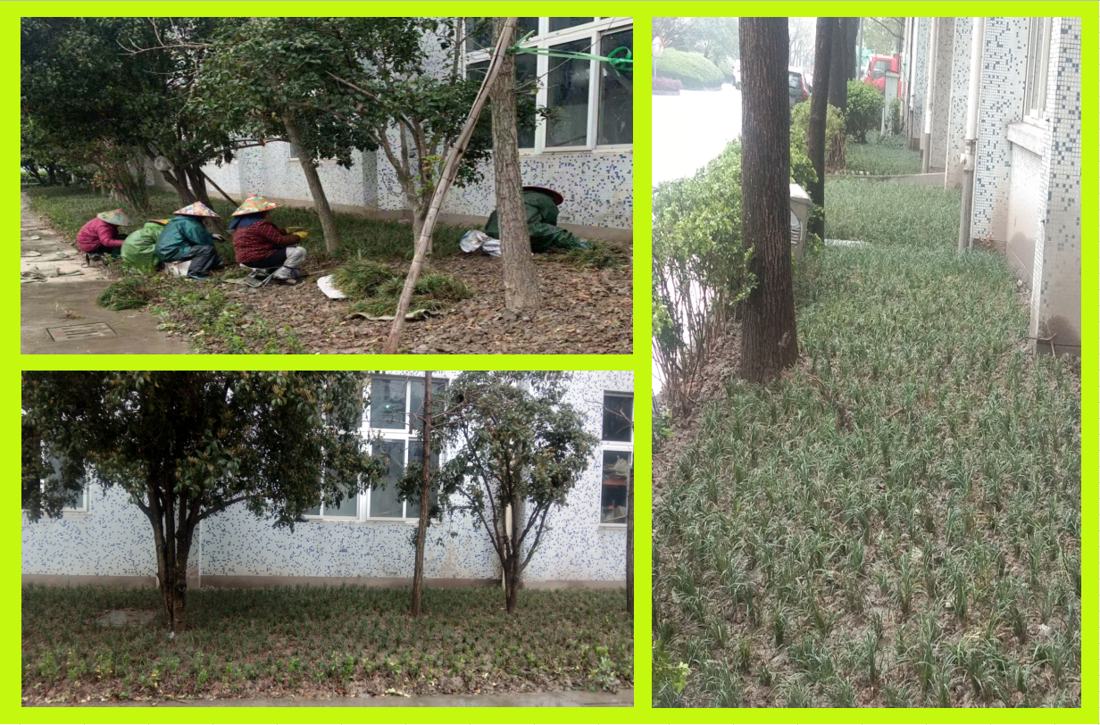 种植绿化，美化坏境